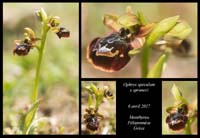 Ophrys-speculum-x-spruneri
